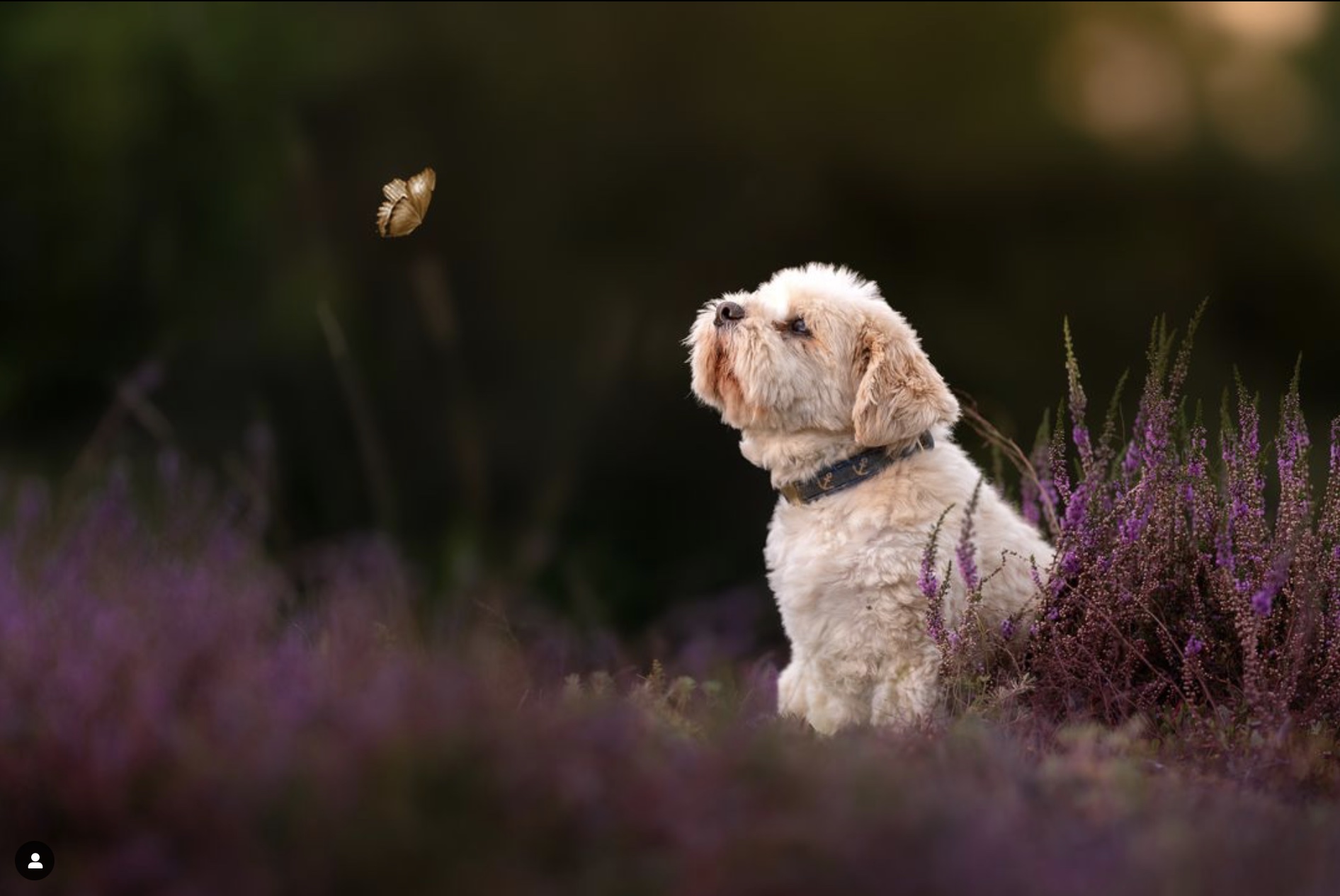 Kleiner Hund in Heide mit Schmetterling