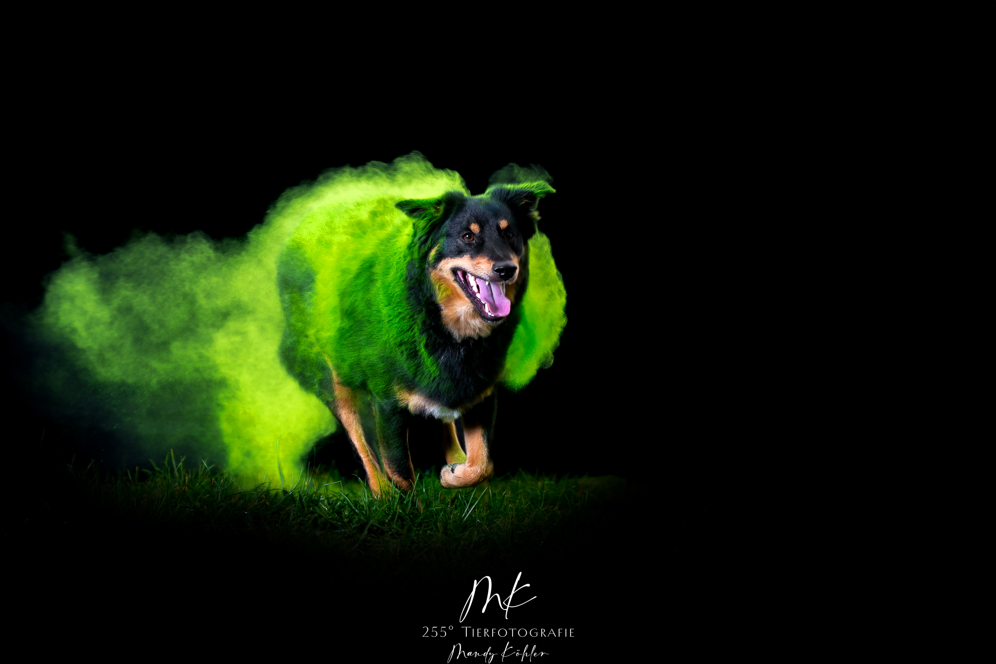 Holi-Powder_Hund