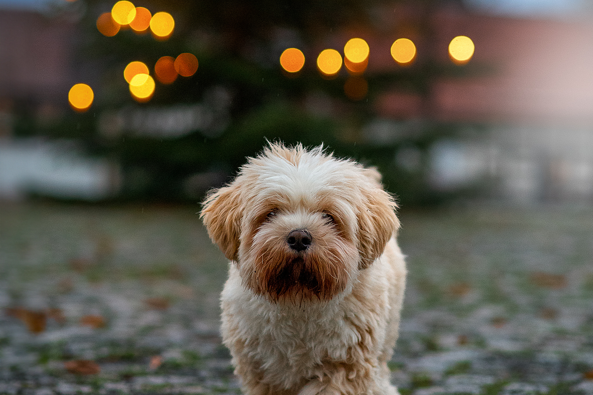 Hunde-Weihnachts-Mini-Shooting Nordhausen