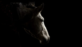 Pferd im Studio vor schwarzem Hintergrund