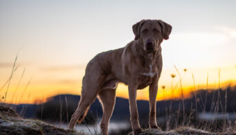 Hund im Sonnenaufgang